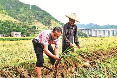 三伏天歇晌什么意思