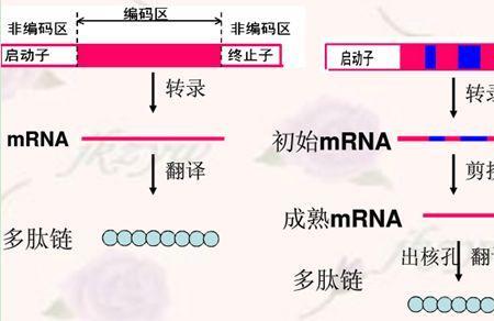 人工合成目的基因是什么