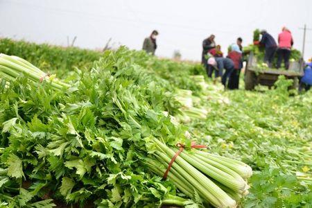 野芹菜种植全过程