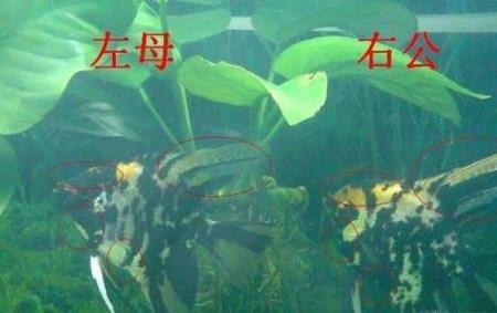 熊猫鱼怎么分公母