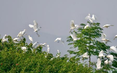 黄莺鸣柳上什么意思