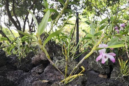 石斛地栽的种植方法