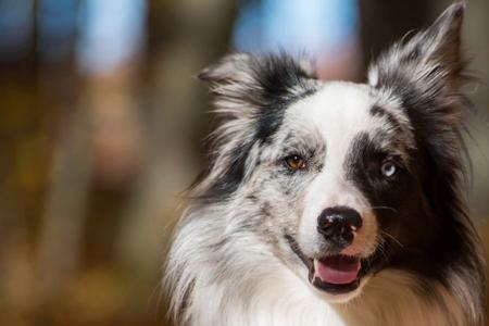 边牧适合训练什么犬种