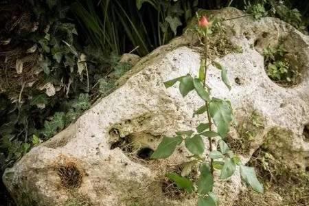 玫瑰花发芽了几时会开花