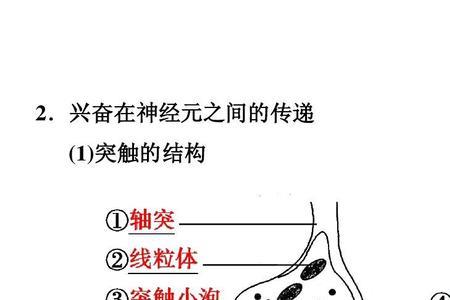 突触一定建立在神经元之间吗