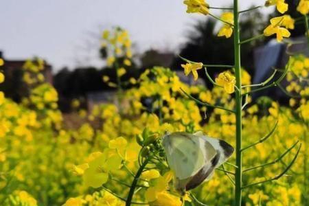 油菜花颜色和什么一般