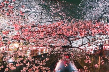 樱花能祭奠先人吗