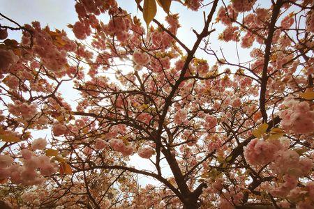 冰雪聪明芙蓉色下句