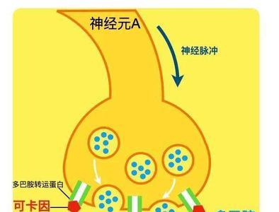 人是怎样形成的全过程