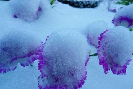 雪寂什么意思