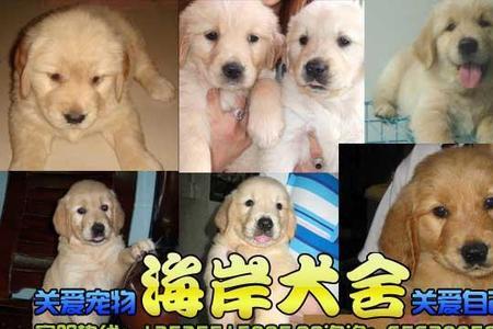 金毛犬是禁犬吗