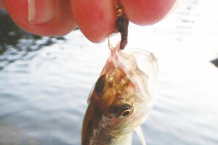 路亚神雷钓什么魚