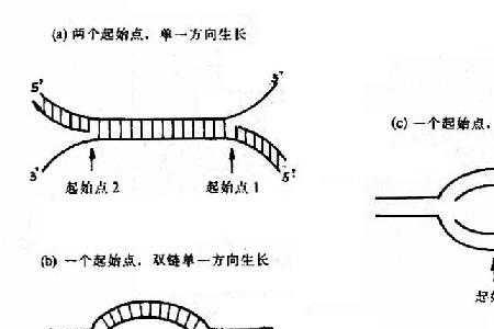 DNA形成