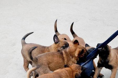 小马犬喂食能放盐吗