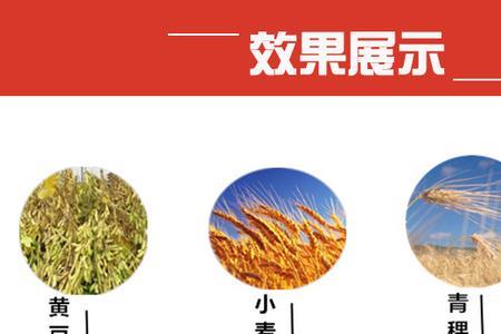 青稞米和高粱区别