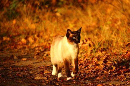 秋天小猫晚上怕冷吗