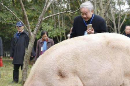 一头猪大概能有多少斤骨头