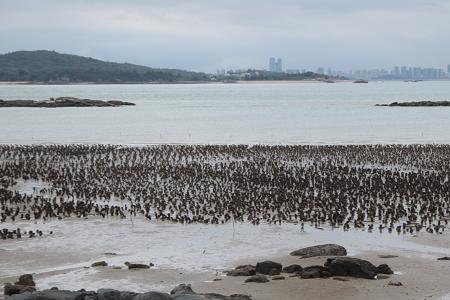 海边的黑泥是什么