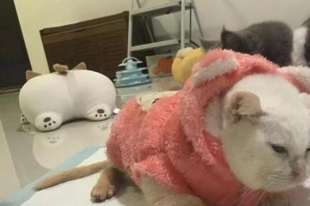 猫碰过的衣服直接穿没事吧