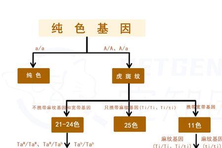 一个完整的基因包括哪些部分