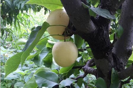 河北黄冠梨树什么时候开花