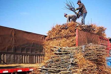 河南省秋月梨什么时候秋梢停长