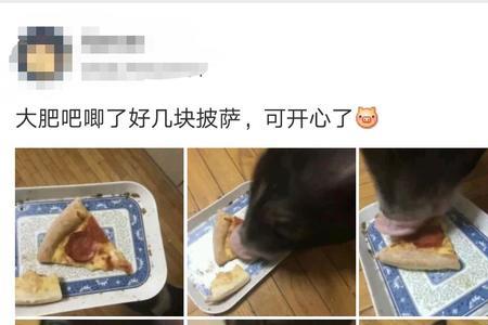 猪是吃素的还是吃肉的