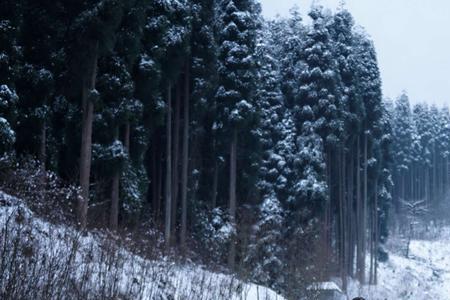 白雪飘飘代表什么生肖