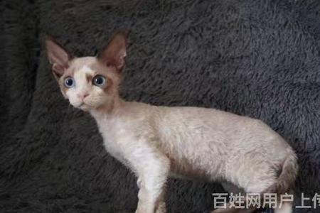 德文卷毛猫为什么喜欢一直叫