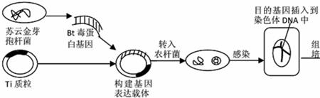 分子育种和转基因区别