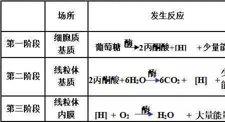 有氧呼吸与无氧呼吸的异同点