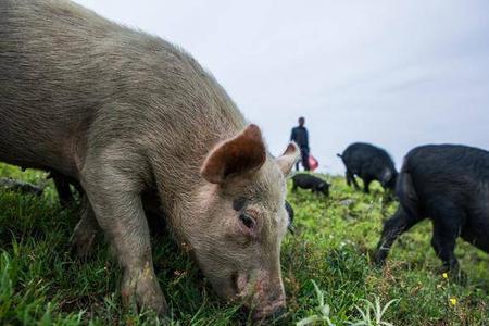 路边卖野猪肉可以吃吗