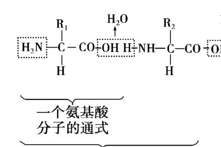 蛋白质完全水解的产物是什么