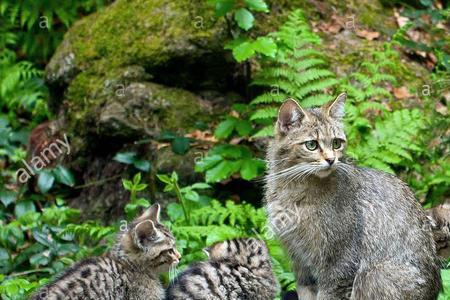 为什么野猫在外面叫