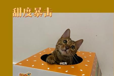 汉堡猫表情包什么意思