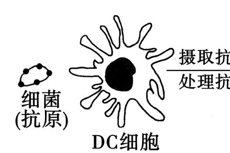 以酶原形式分泌的酶是