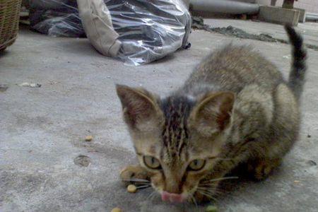 四蹄踏雪的狸花猫战斗力如何