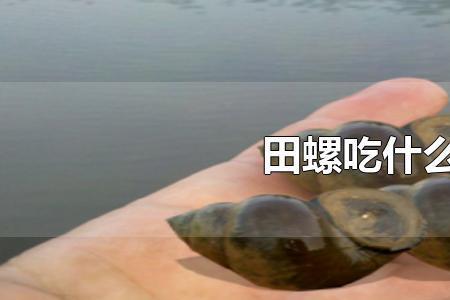 长在沟里的螺蛳能吃吗