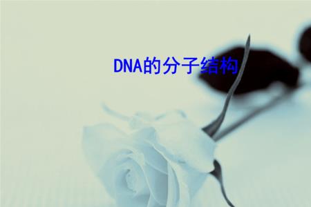 dna里为啥含有p元素