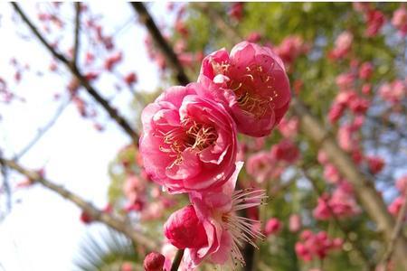 五月份梅花的管理