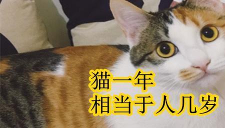 猫咪两岁还能生吗