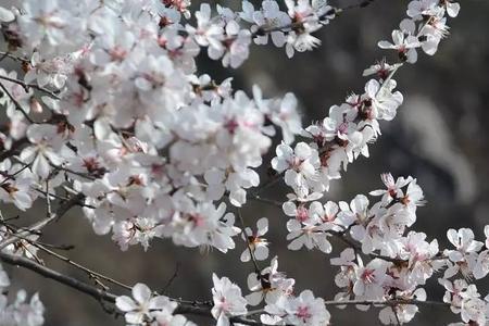 山桃树花开出蜜吗