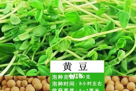 菊花豆是什么豆子