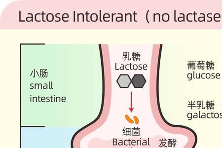 乳糖分解的条件