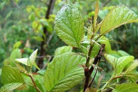 樱花树夏天叶子枯萎需要剪吗