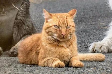 橘猫跟着回家是什么预兆