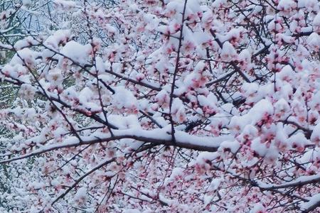 三月桃花雪是阴历还是阳历