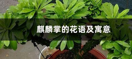 扇贝麒麟锦植物寓意