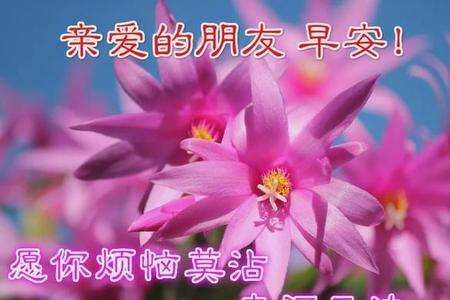 关于花的祝福语8字