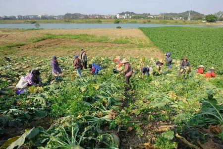 大头菜什么时候收获